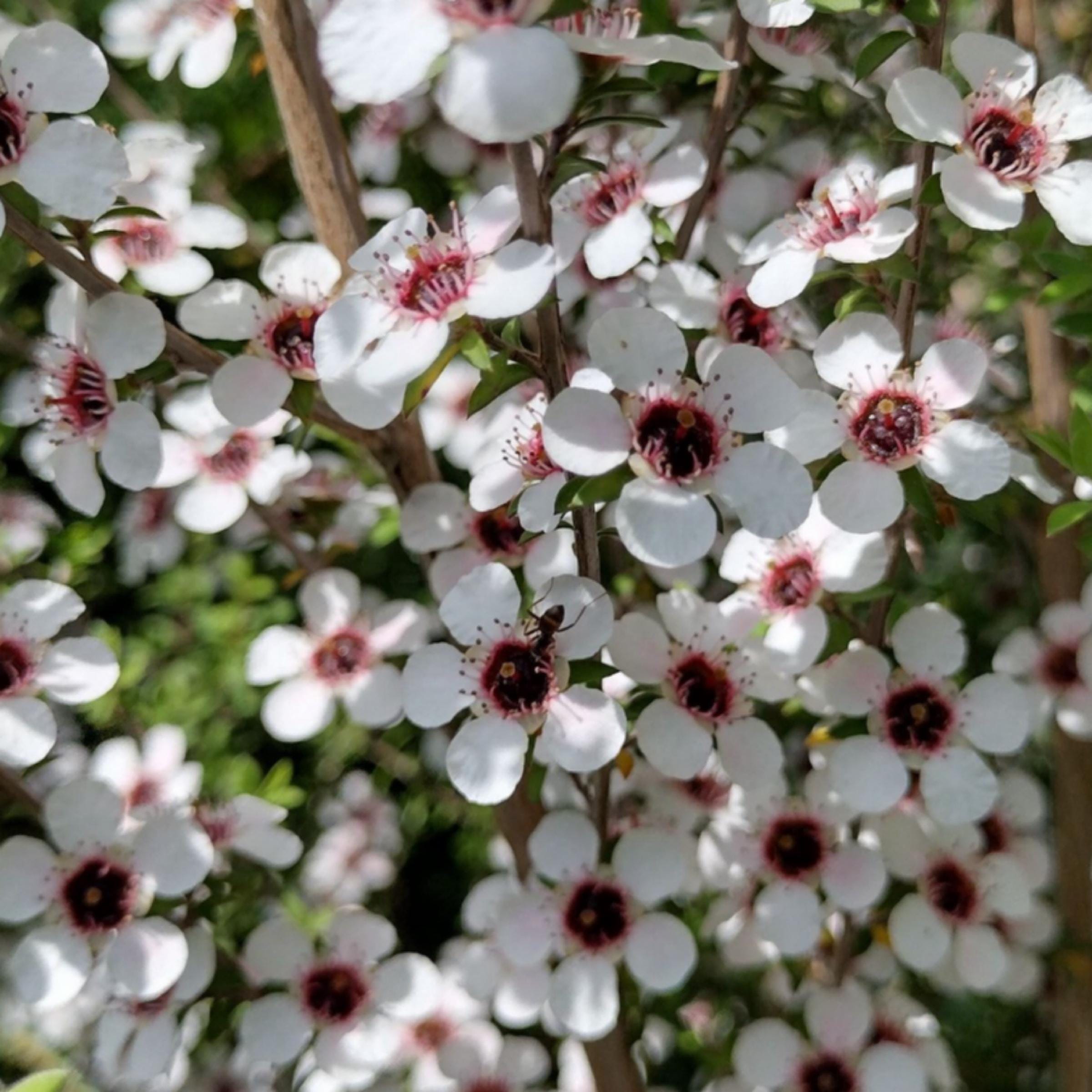 Manuka Essential Oil, Organic, 100% Pure, Natural
