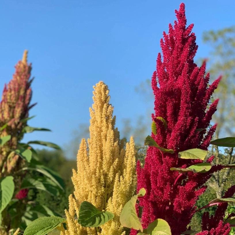 Amaranth Seed Oil, Organic, Cold Pressed, Unrefined, Natural