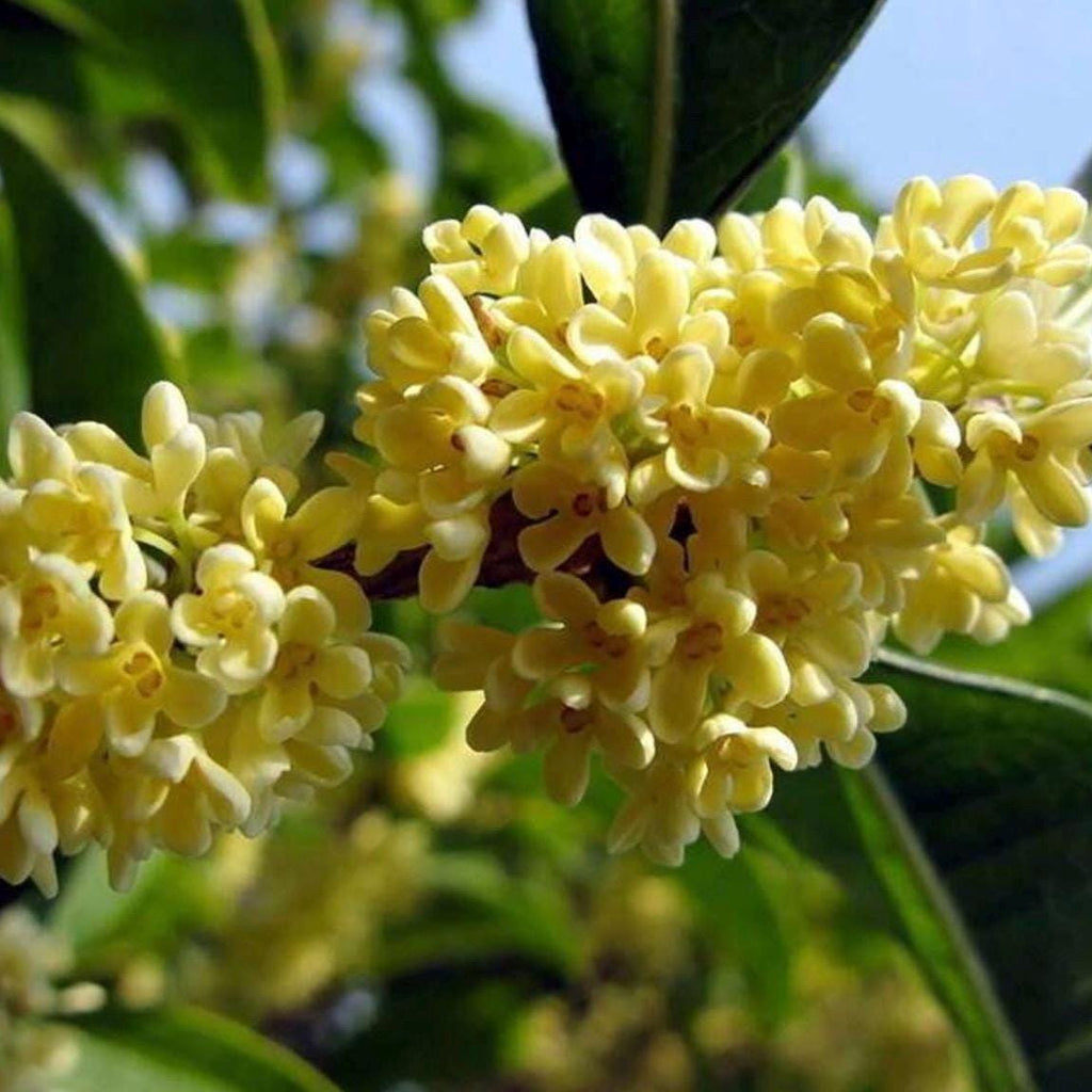 Osmanthus Absolute Oil, Organic, 100% Pure, Natural