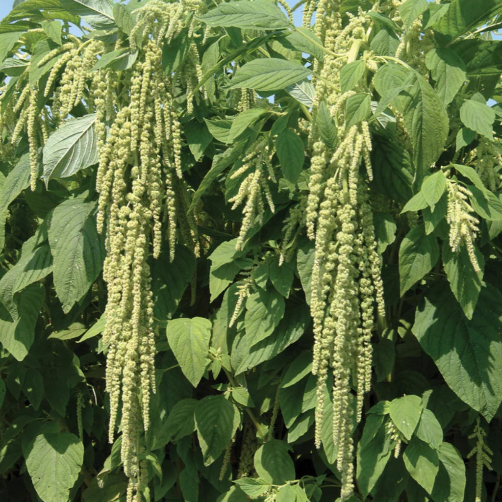 Amaranth Seed Oil, Organic, Cold Pressed, Unrefined, Natural