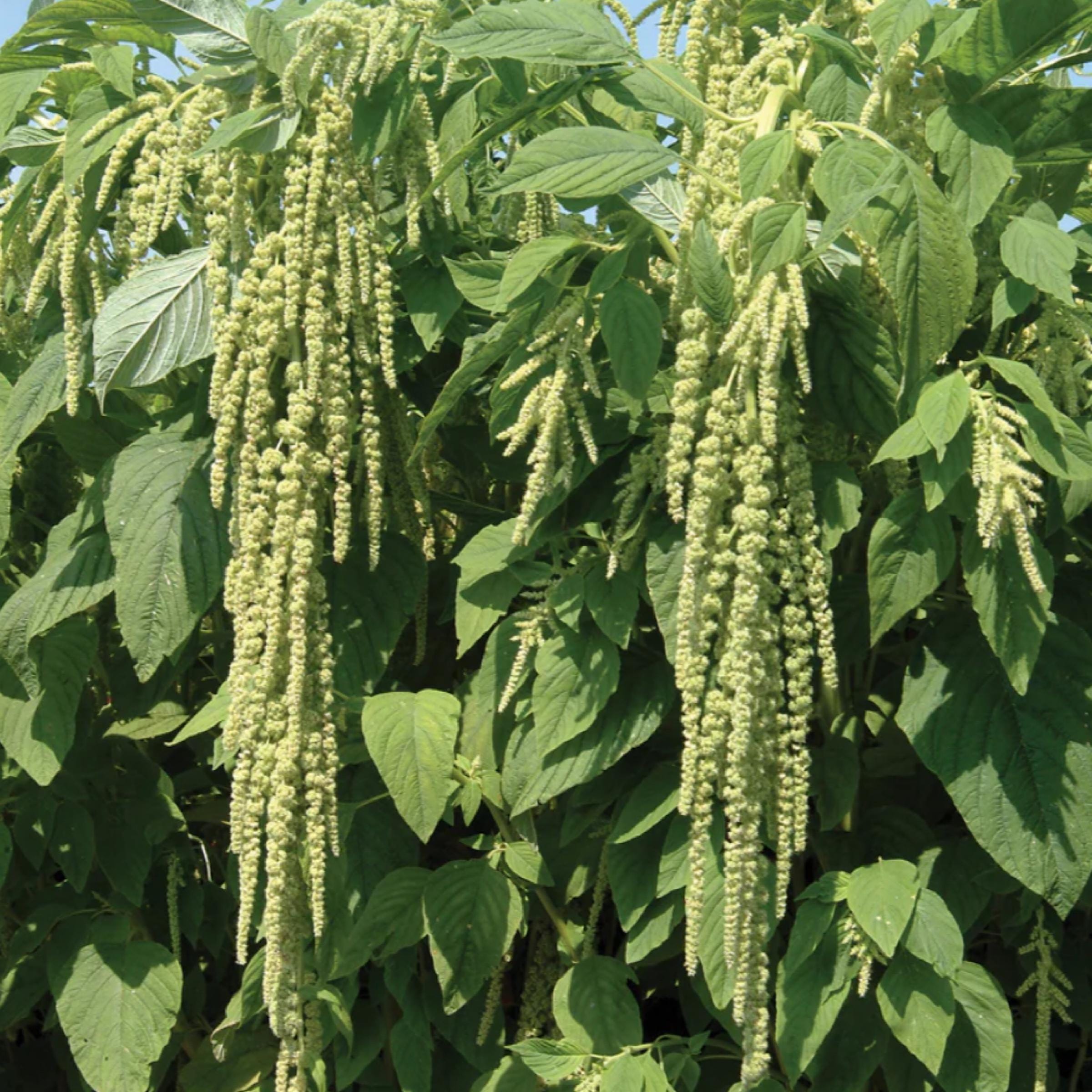 Amaranth Seed Oil, Organic, Cold Pressed, Unrefined, Natural