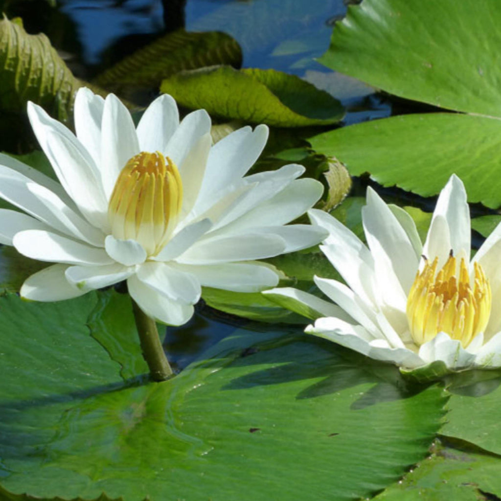 White Lotus Absolute Oil, Organic, 100% Pure, Natural