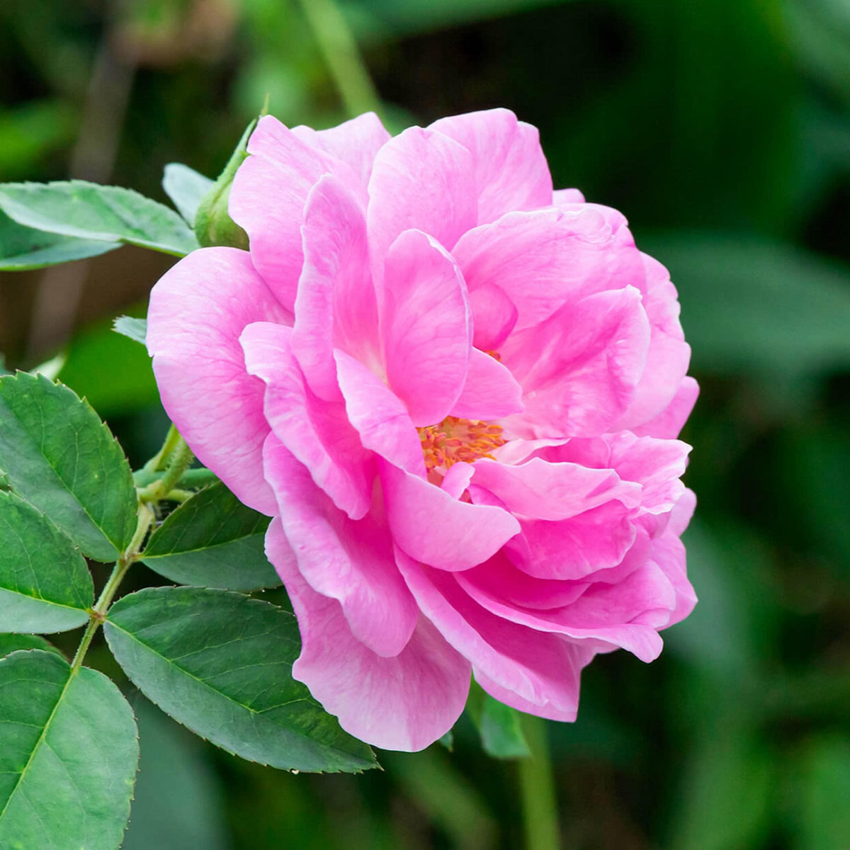 Rose Hydrosol, Bulgarian Rose, Pure, Natural