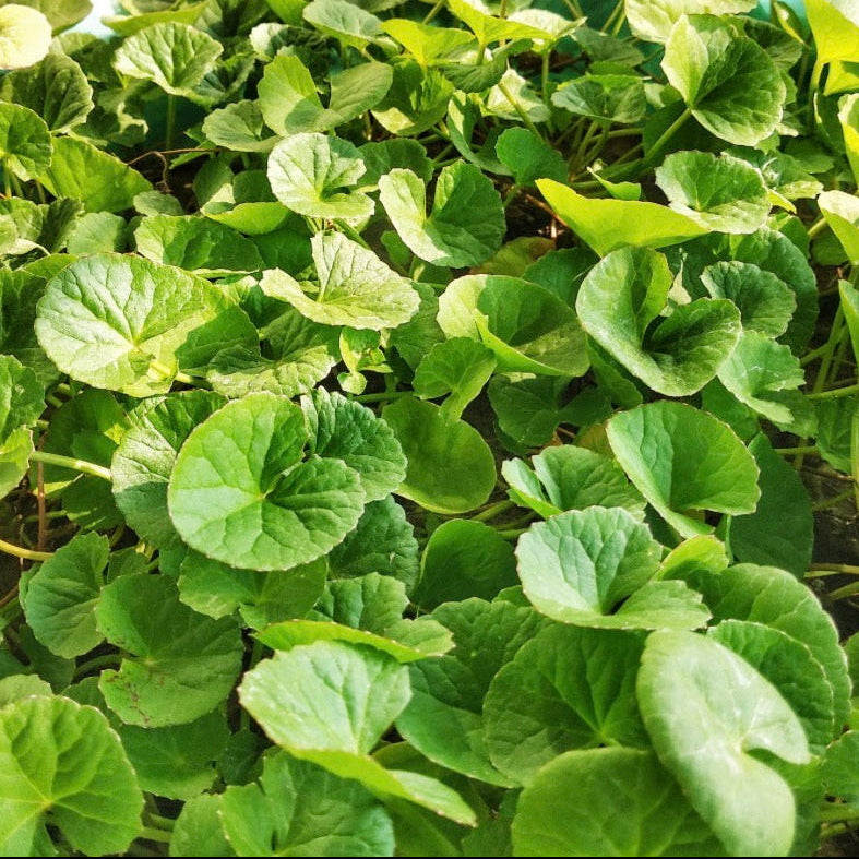 Gotu Kola Oil, Organic, Cold Pressed, Unrefined, Natural
