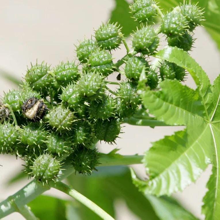 Castor Seed Oil, Organic, Cold Pressed, Unrefined, Natural