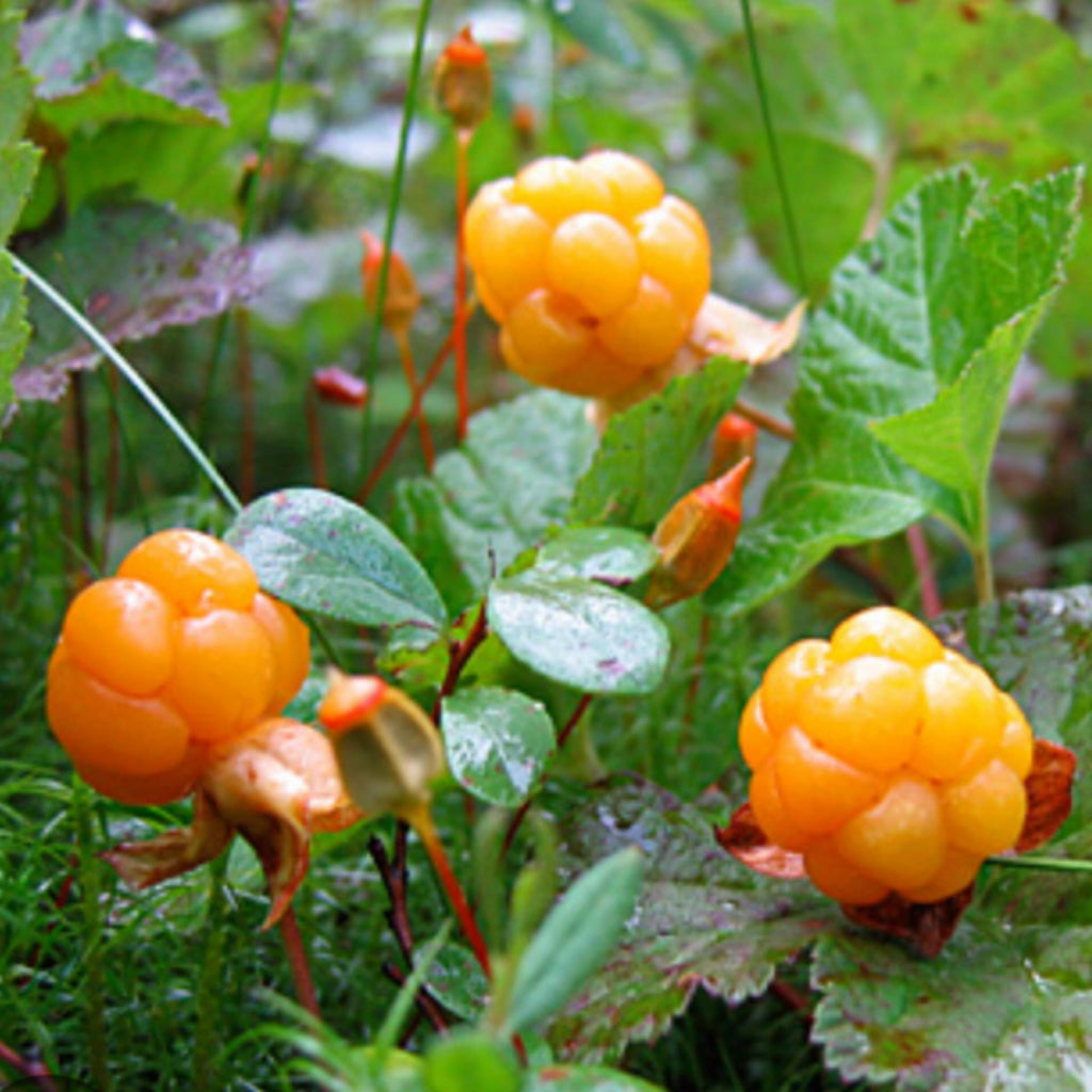 Cloudberry Seed Oil, Nordic Cloudberry, Organic, Cold Pressed, Unrefined, Natural