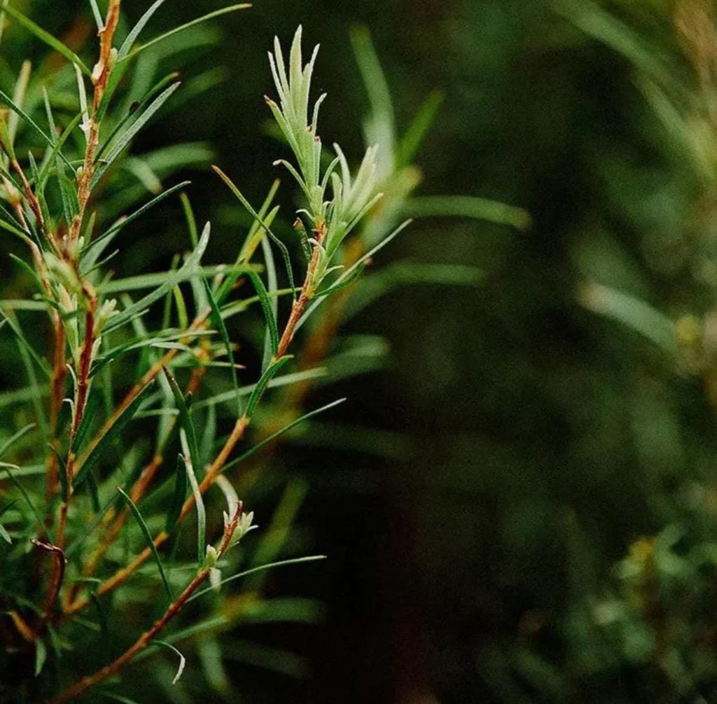 Tea Tree Essential Oil, Organic, 100% Pure, Natural