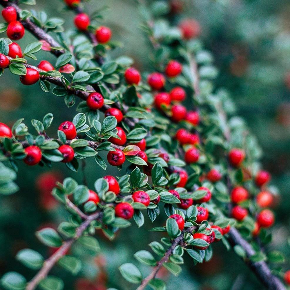 Lingonberry Seed Oil, Organic, Cold Pressed, Unrefined, Natural