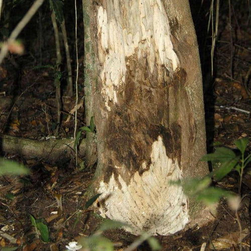 Agarwood Essential Oil, Pure Oud Oil, Organic, 100% Pure, Natural