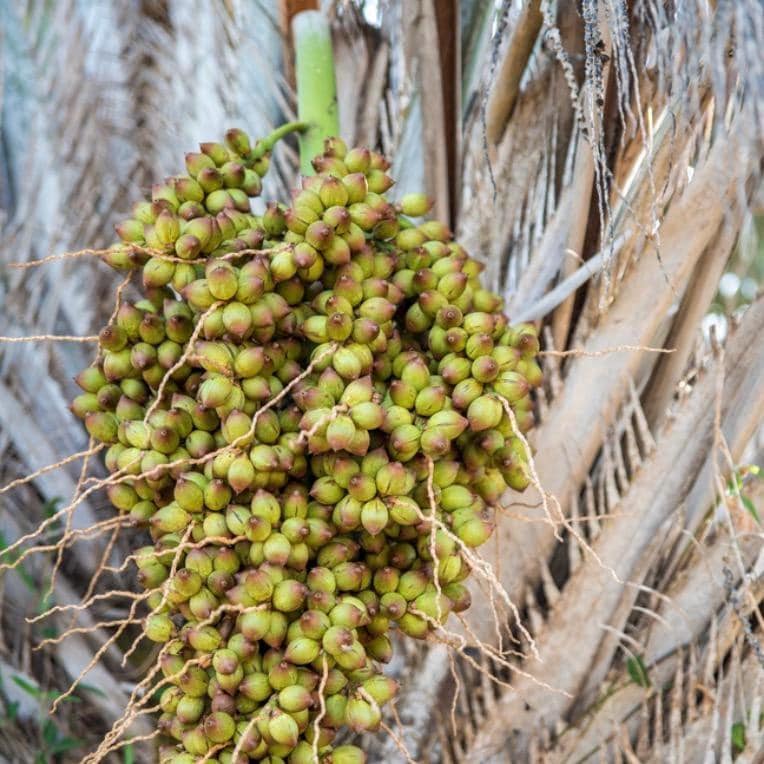 Licuri Seed Oil, Organic, Cold Pressed, Unrefined, Natural