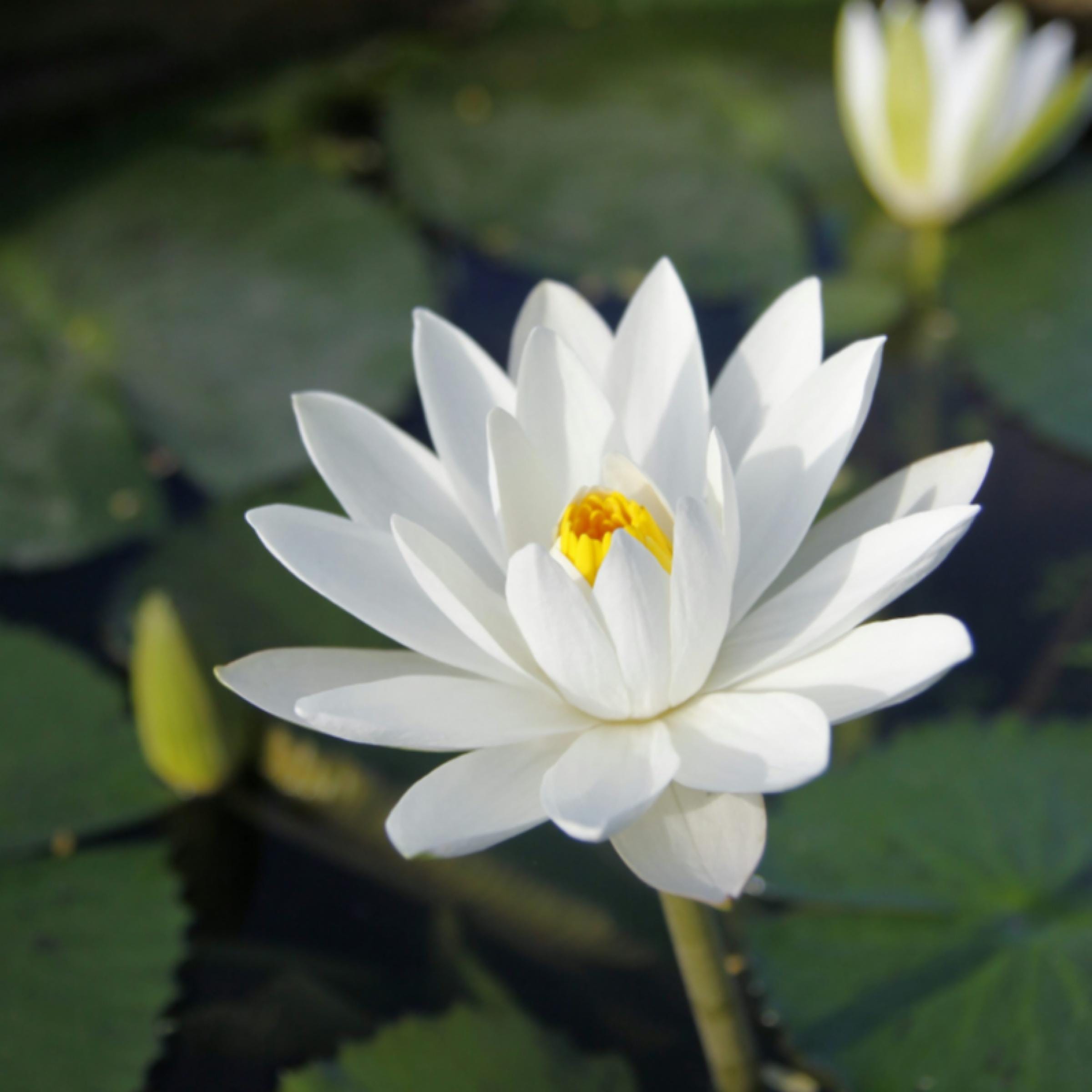 White Lotus Absolute Oil, Organic, 100% Pure, Natural