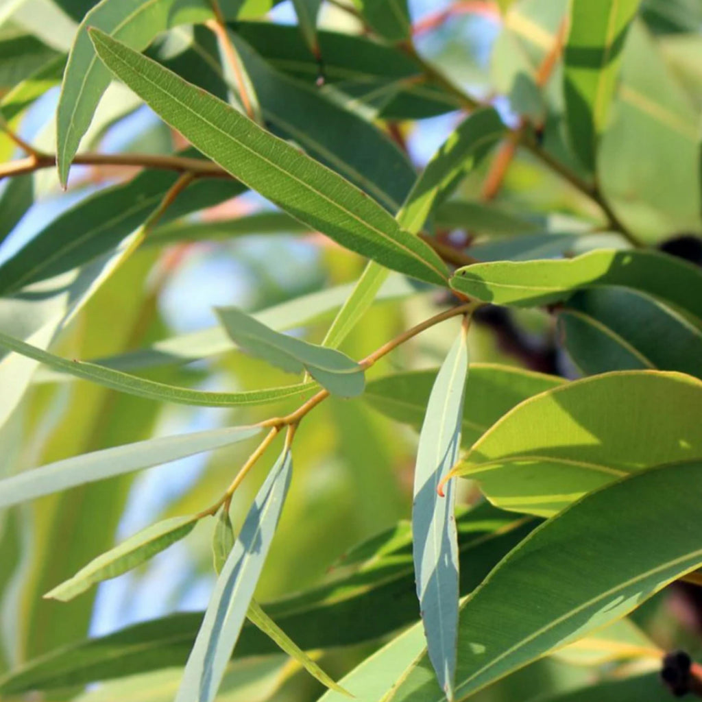 Eucalyptus Globulus Essential Oil, Organic, 100% Pure, Natural