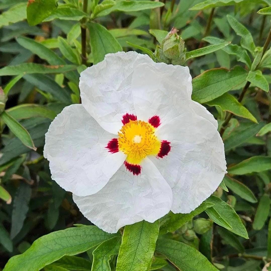 Rockrose Essential Oil, Organic, Pure, Natural
