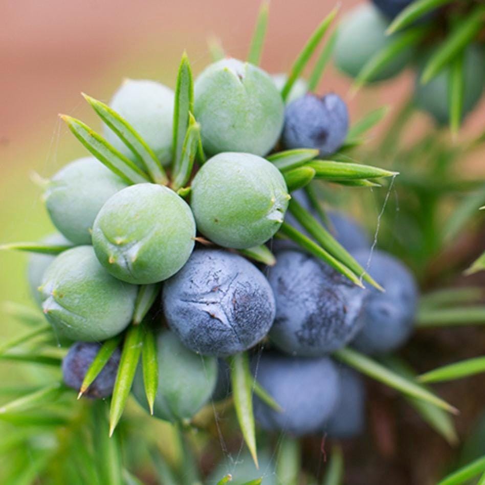Juniper Berry Essential Oil, Organic, 100% Pure, Natural