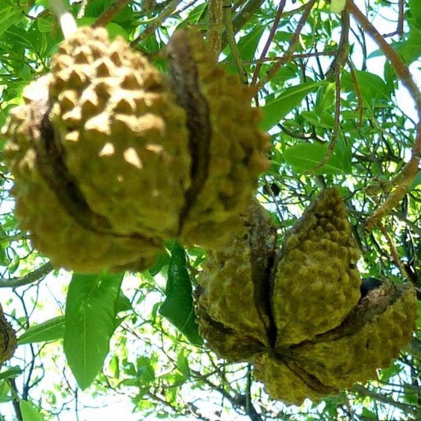 Yangu Seed Oil, Cape Chestnut Oil, Organic, Cold Pressed, Unrefined, Natural