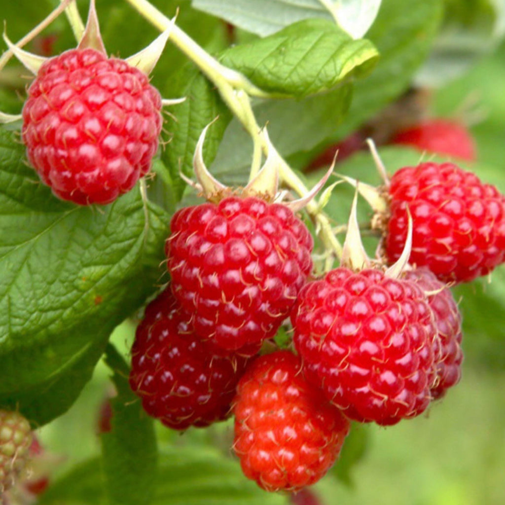 Red Raspberry Seed Oil, Organic, Cold Pressed, Unrefined, Natural