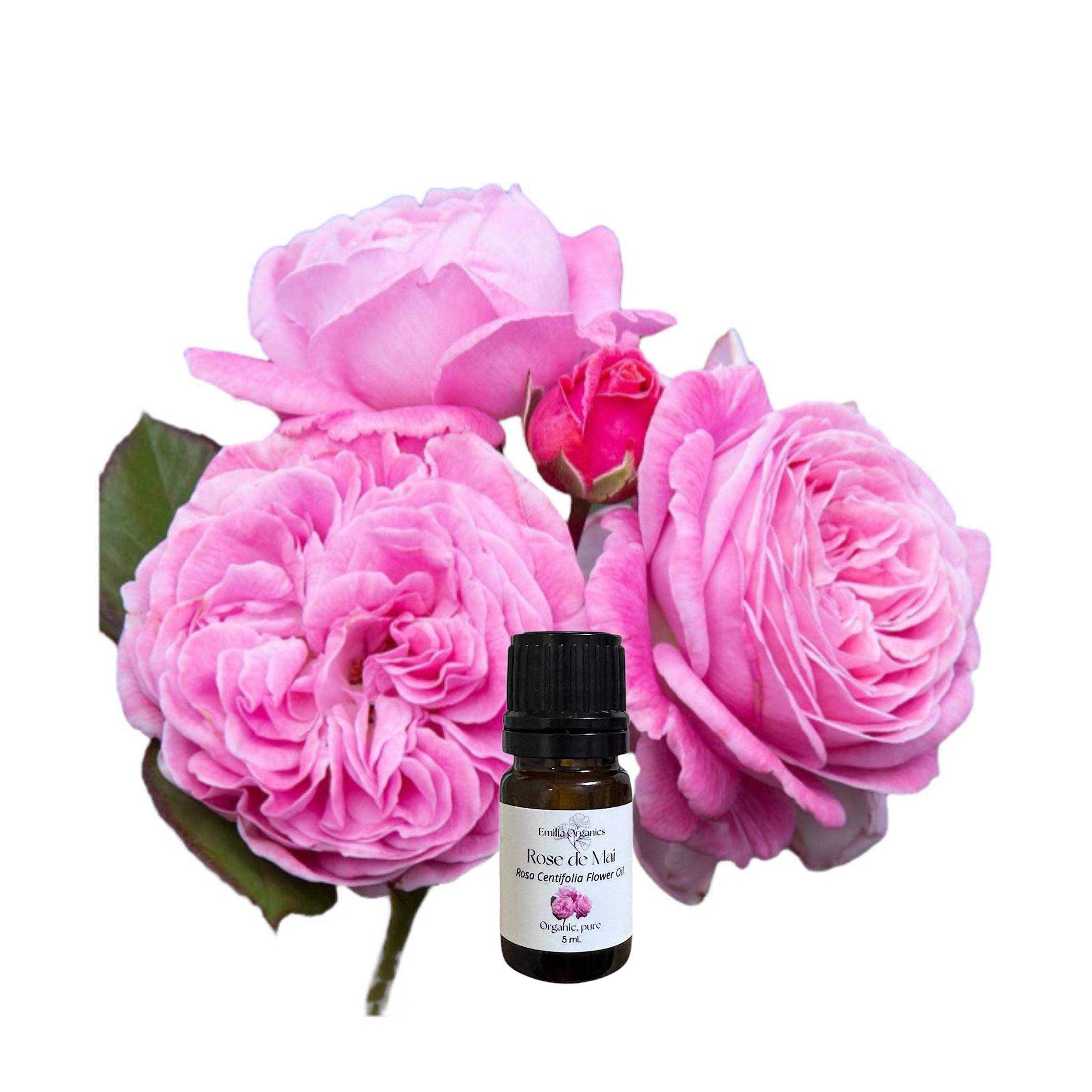 Rose Maroc Essential Oil, Moroccan Rose Otto, Organic, 100% Pure, Natural