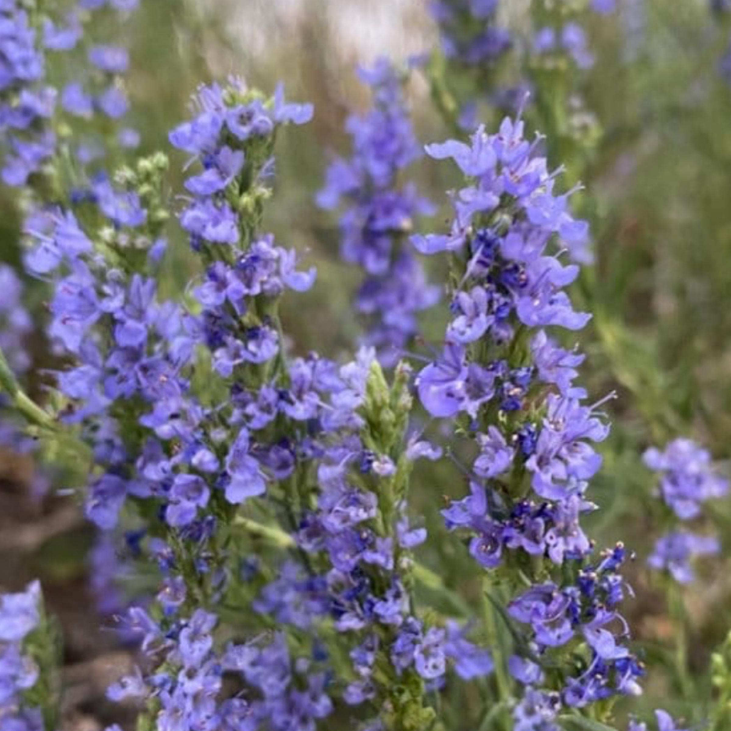 Hyssop Essential Oil, Organic, 100% Pure, Natural