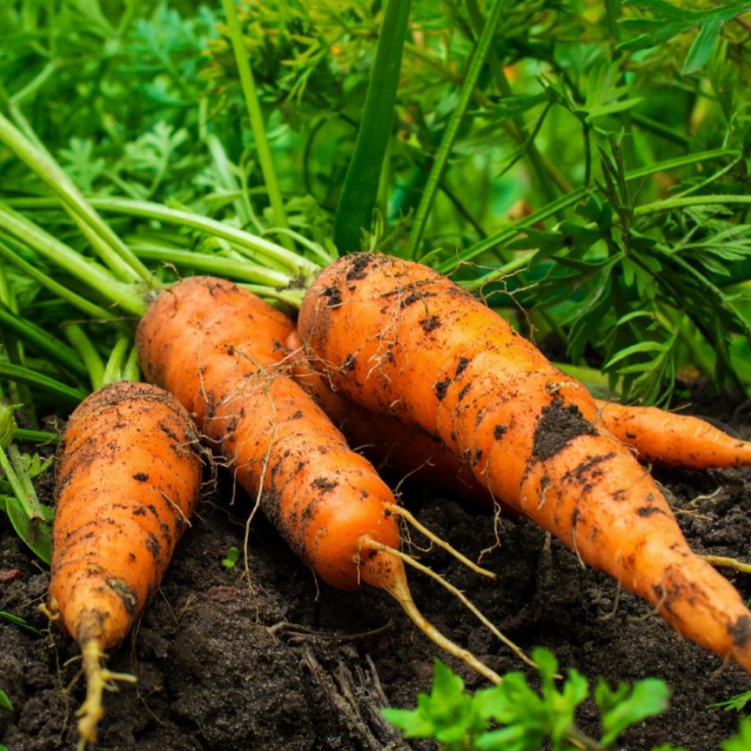 Carrot Root Oil, Organic, Cold Pressed, Unrefined, Natural