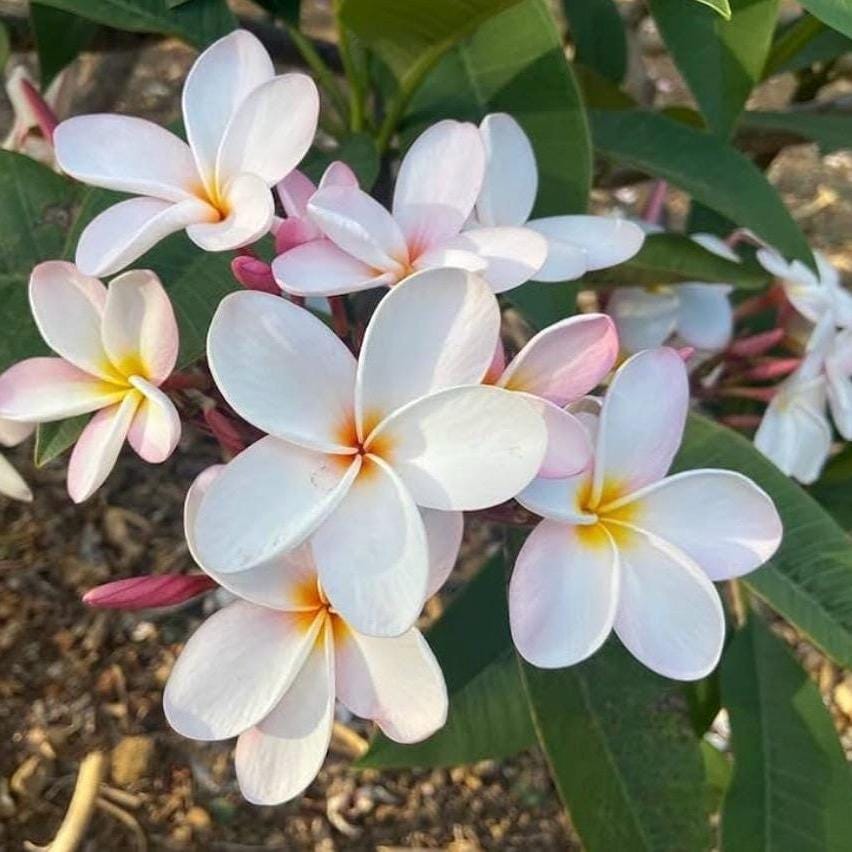 Frangipani Absolute, Organic, 100% Pure, Natural