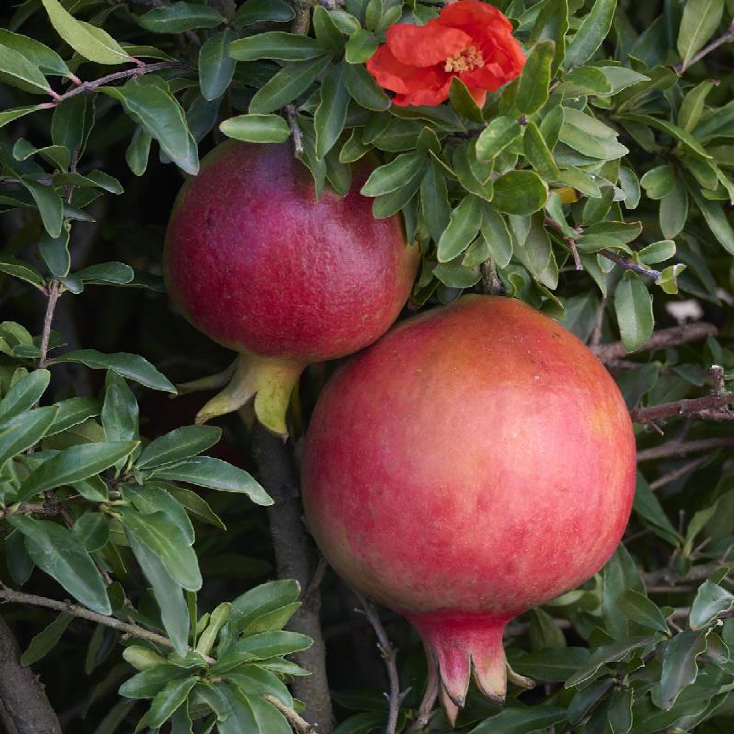 Pomegranate Seed Oil, Organic, Cold Pressed, Unrefined, Natural