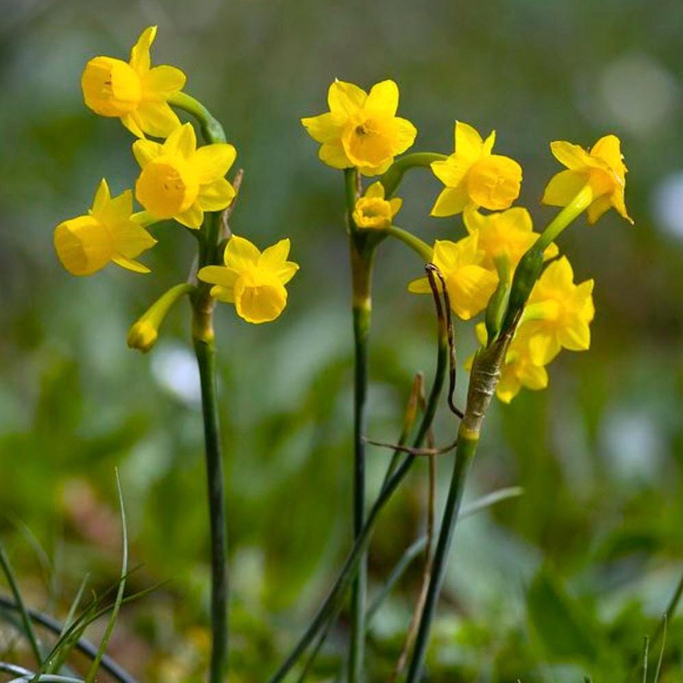 Jonquil Absolute, Organic, 100% Pure, Natural
