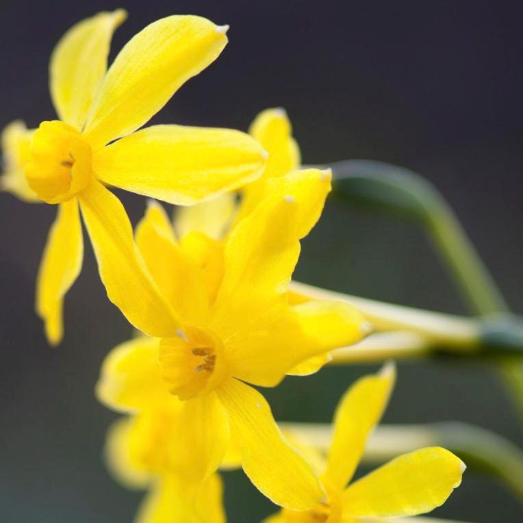 Jonquil Absolute, Organic, 100% Pure, Natural