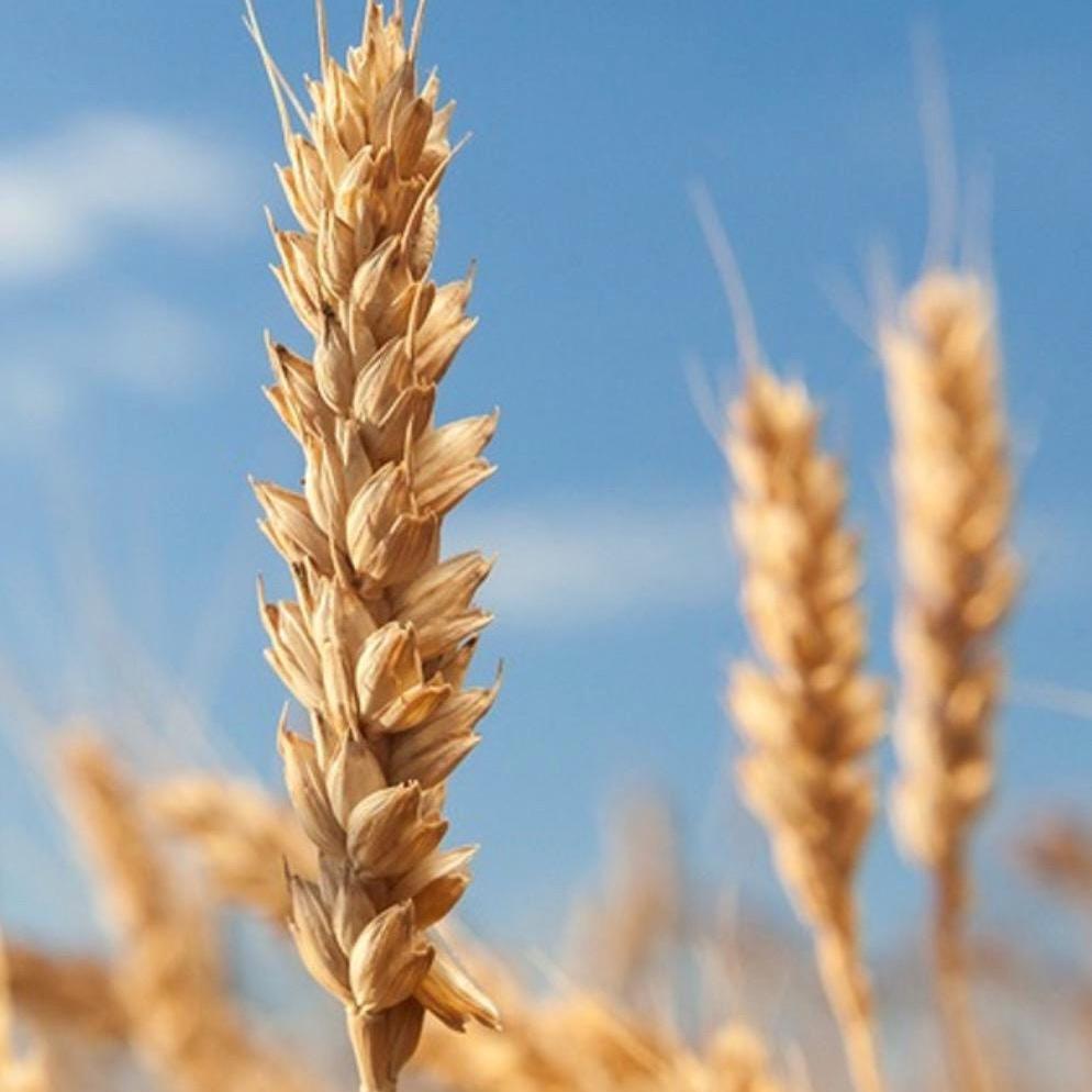 Wheat Germ Oil, Organic, Cold Pressed, Unrefined, Natural