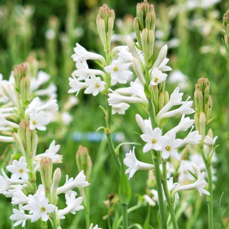 Tuberose Absolute, Organic, 100% Pure, Natural