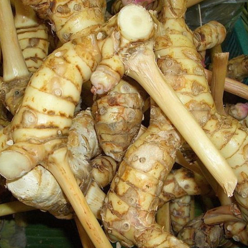 Galangal Essential Oil, Organic, 100% Pure, Natural