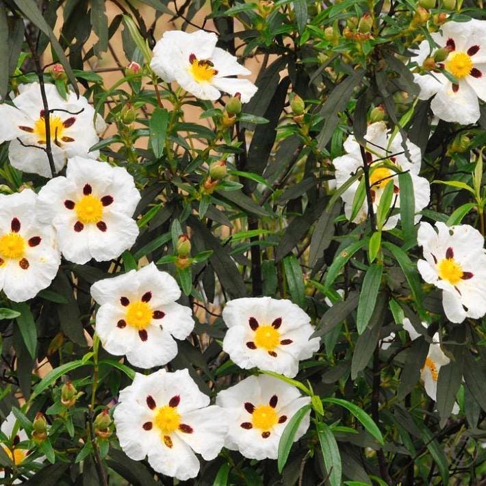 Rockrose Essential Oil, Organic, Pure, Natural