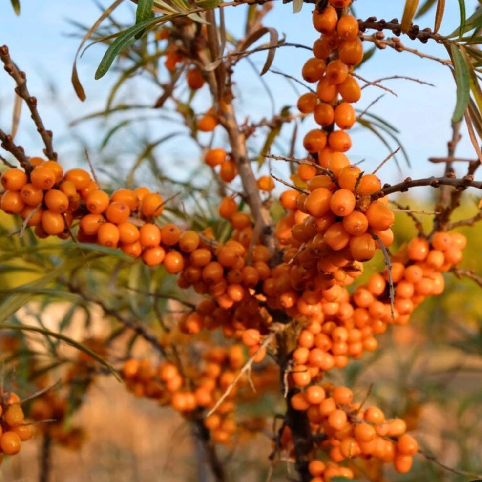 Sea Buckthorn Fruit Oil, Organic, Cold Pressed, Unrefined, Natural
