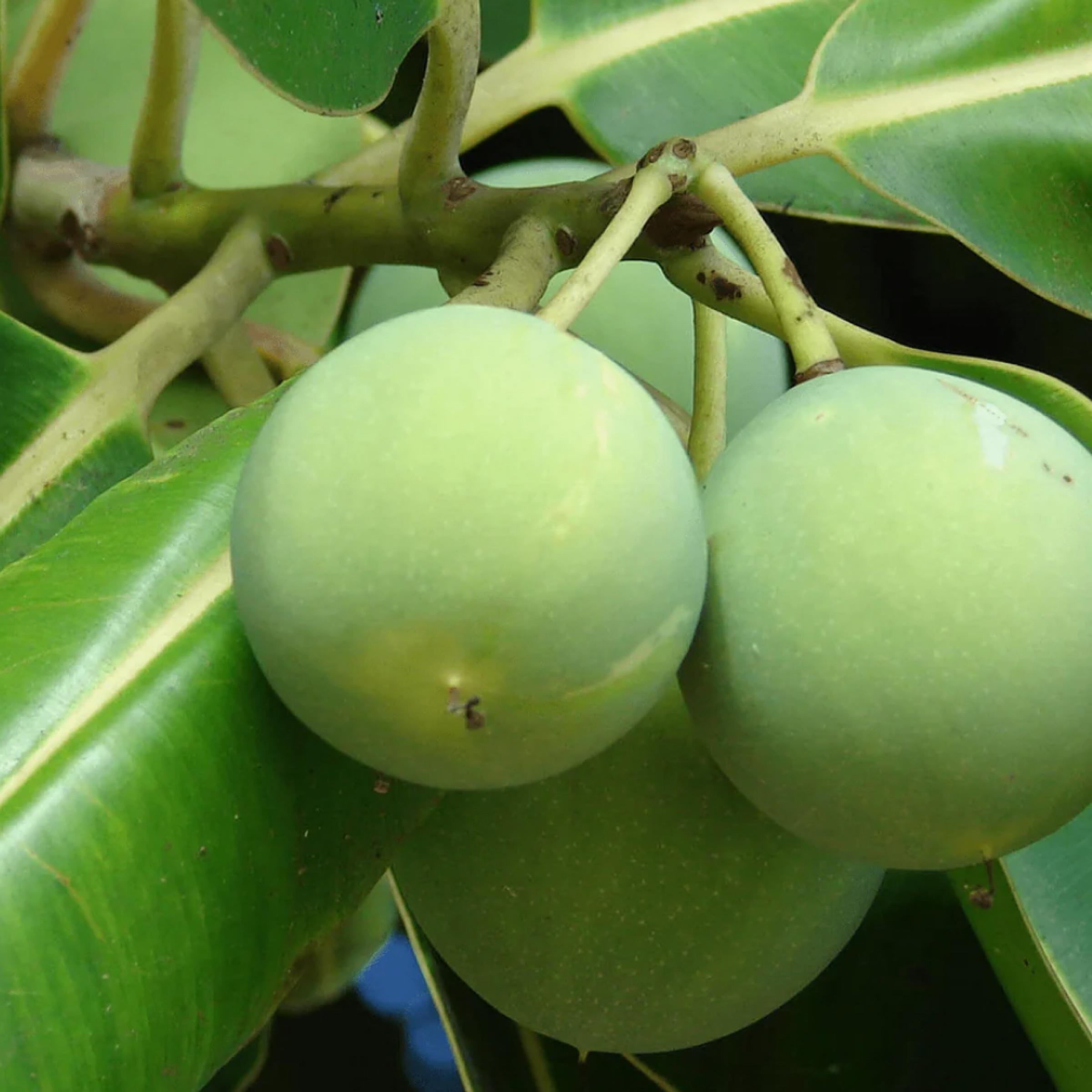 Tamanu Seed Oil, Organic, Cold Pressed, Unrefined, Natural