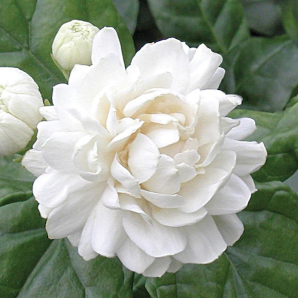 Jasmine Sambac Absolute, Organic, Pure, Natural