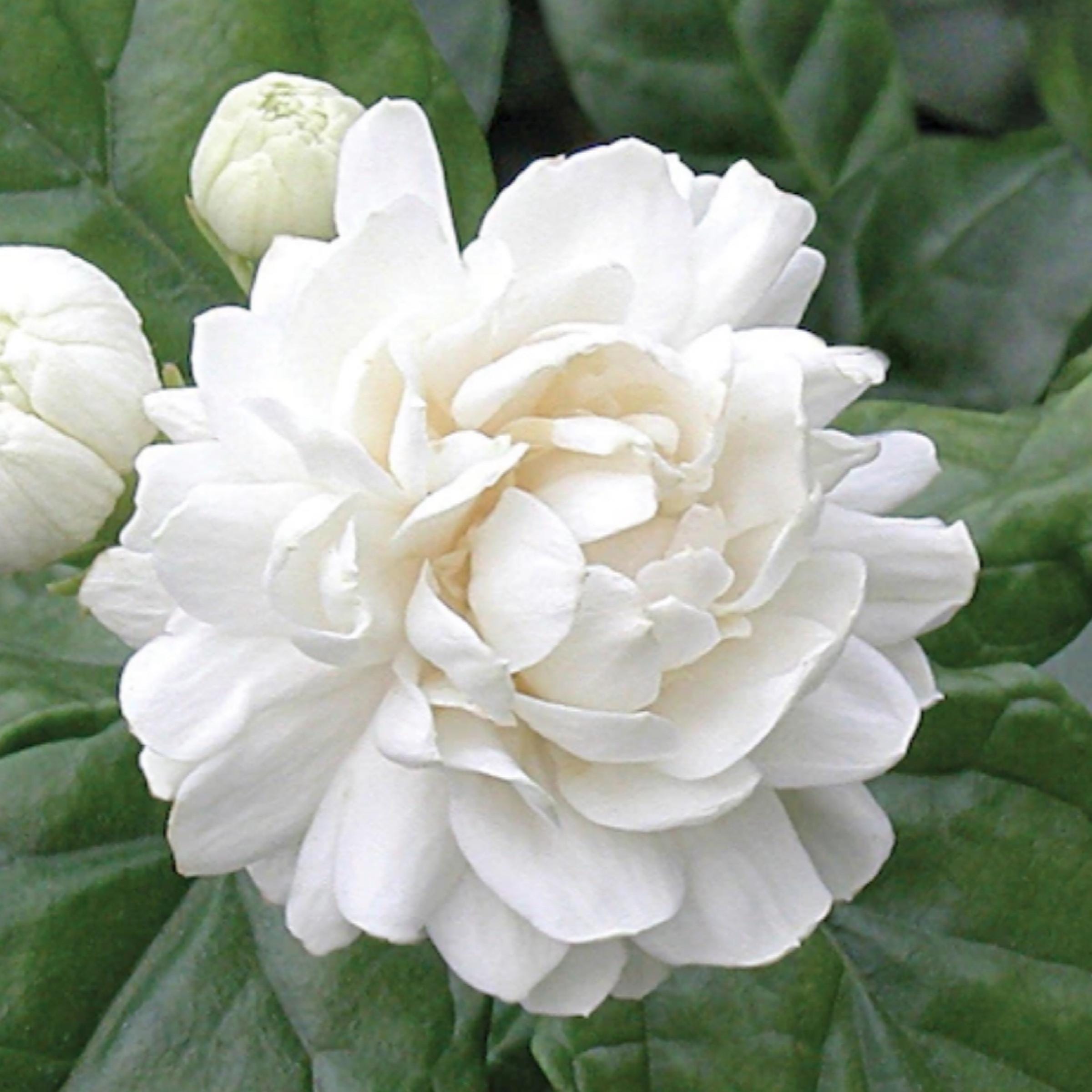 Jasmine Sambac Absolute, Organic, Pure, Natural
