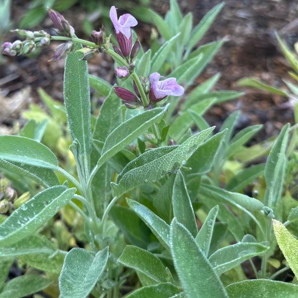 Sage Essential Oil, Organic, 100% Pure, Natural