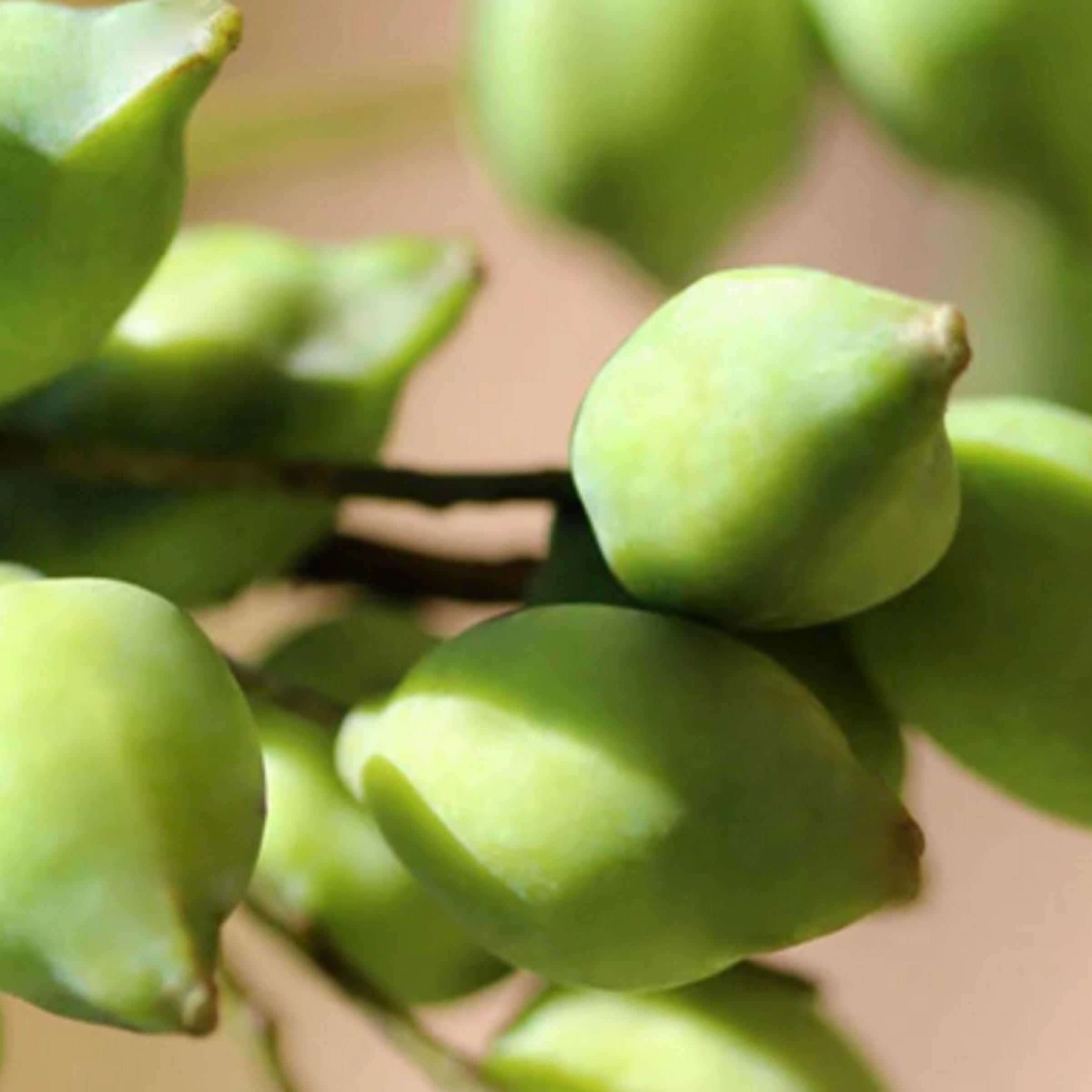 Kakadu Plum Seed Oil, Organic, Cold Pressed, Unrefined, Natural