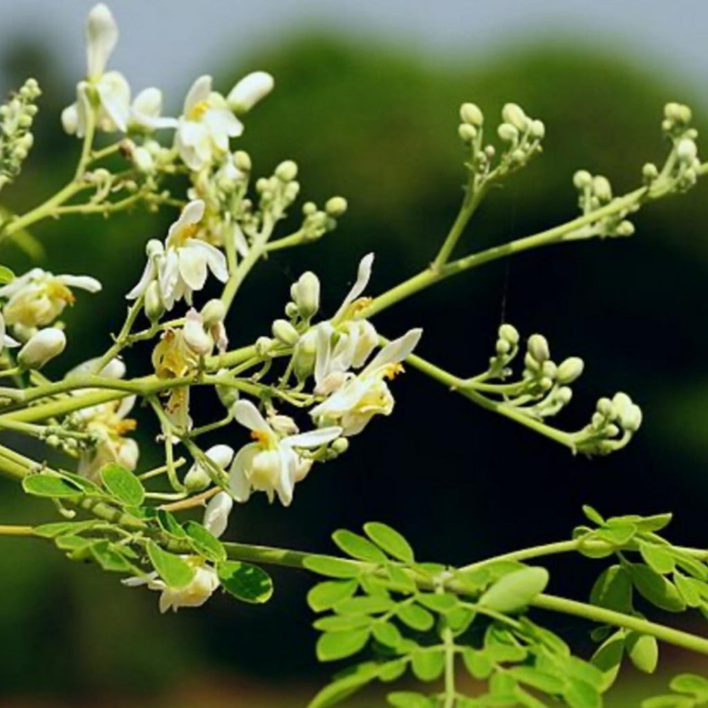 Moringa Seed Oil, Organic, Cold Pressed, Unrefined, Natural