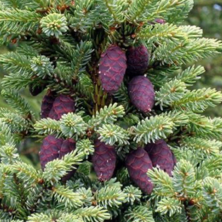 Black Spruce Essential Oil, Organic, 100% Pure, Natural