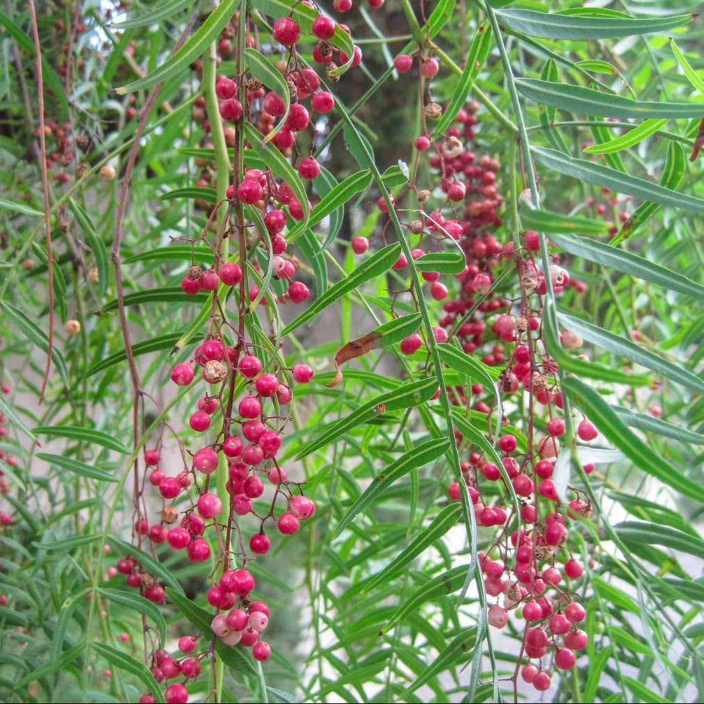 Pink Peppercorn Essential Oil, Organic, 100% Pure, Natural