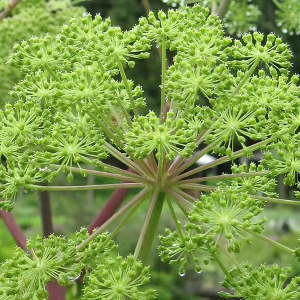 Angelica Root Essential Oil, Organic, 100% Pure, Natural