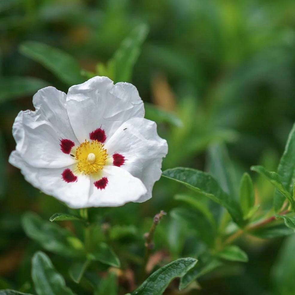 Rockrose Essential Oil, Organic, Pure, Natural