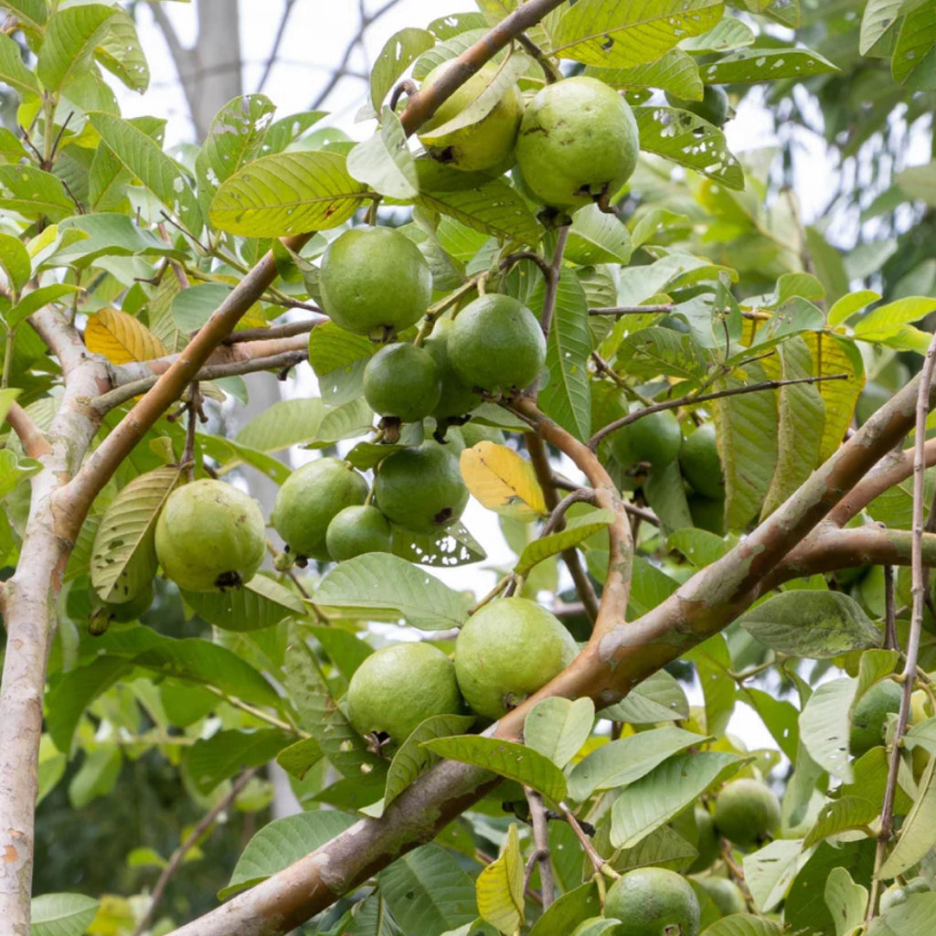 Guava Seed Oil, Organic, Cold Pressed, Unrefined, Natural