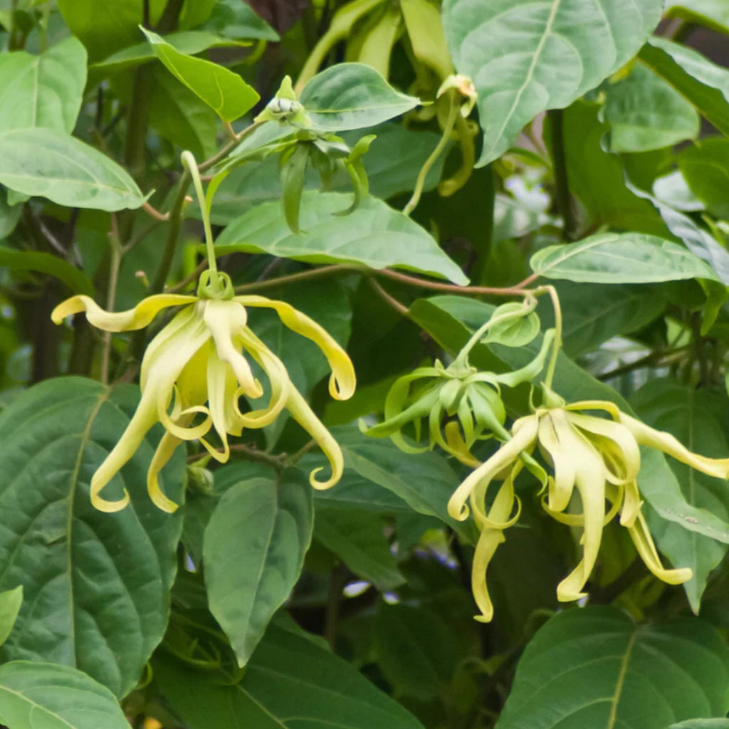 Ylang Ylang Essential Oil, Organic, 100% Pure, Natural