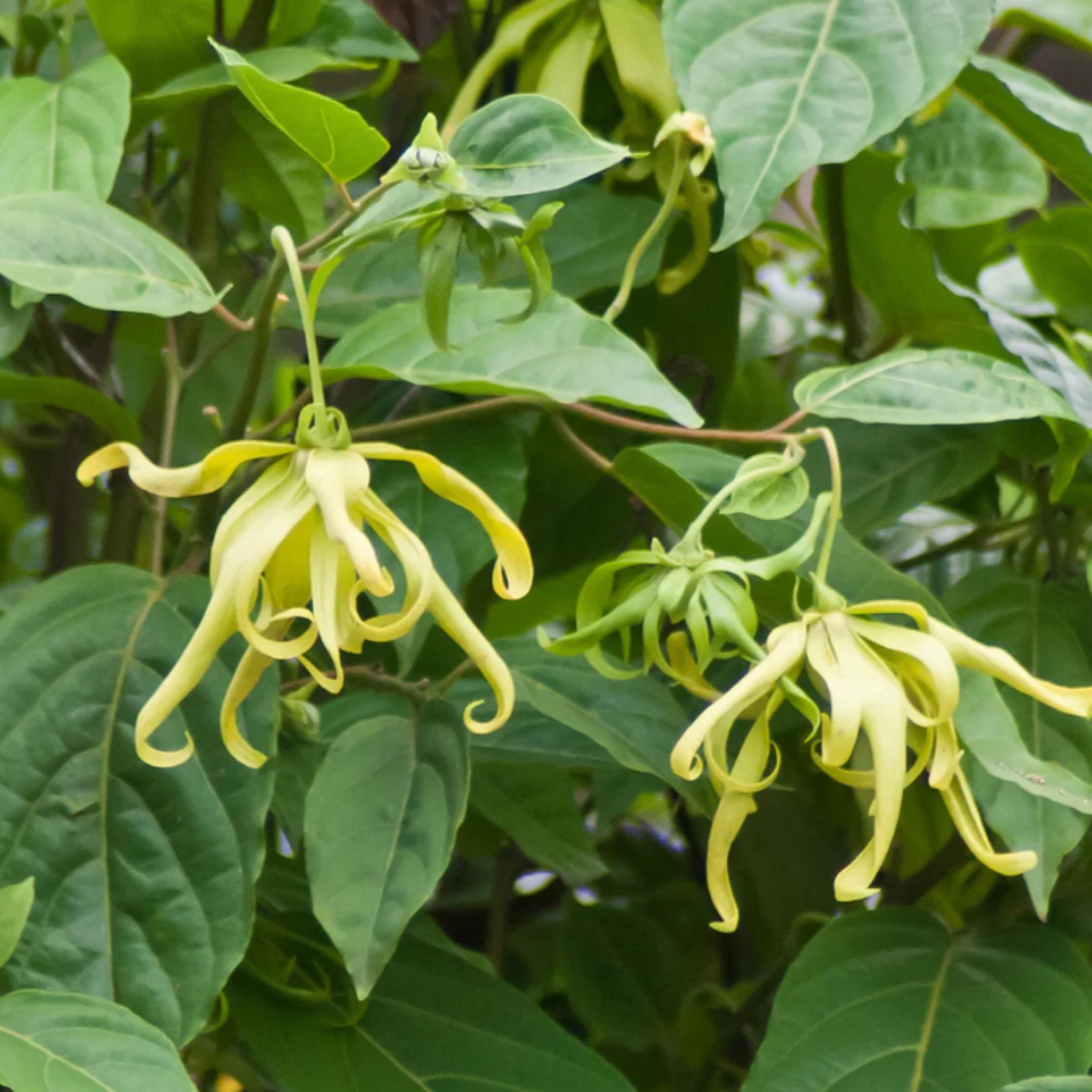 Ylang Ylang Essential Oil, Organic, 100% Pure, Natural