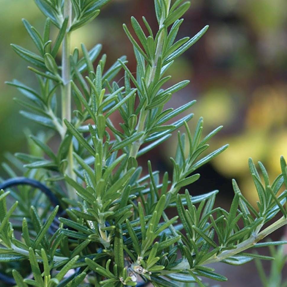 Rosemary Hydrosol, Organic, Pure, Natural