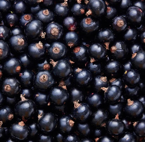 Blackcurrant Absolute Oil, Cassis Absolute, Organic, 100% Pure, Natural