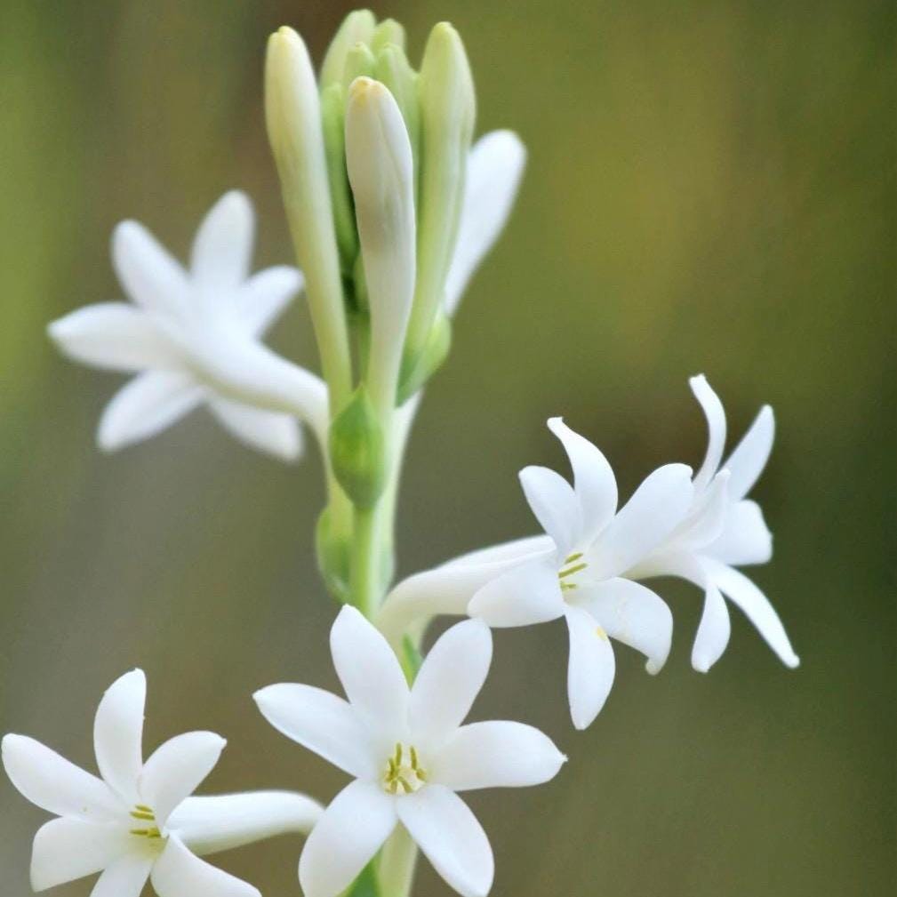 Tuberose Absolute, Organic, 100% Pure, Natural