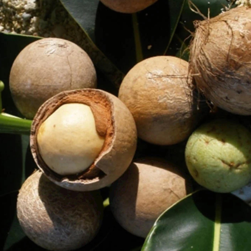 Tamanu Seed Oil, Organic, Cold Pressed, Unrefined, Natural