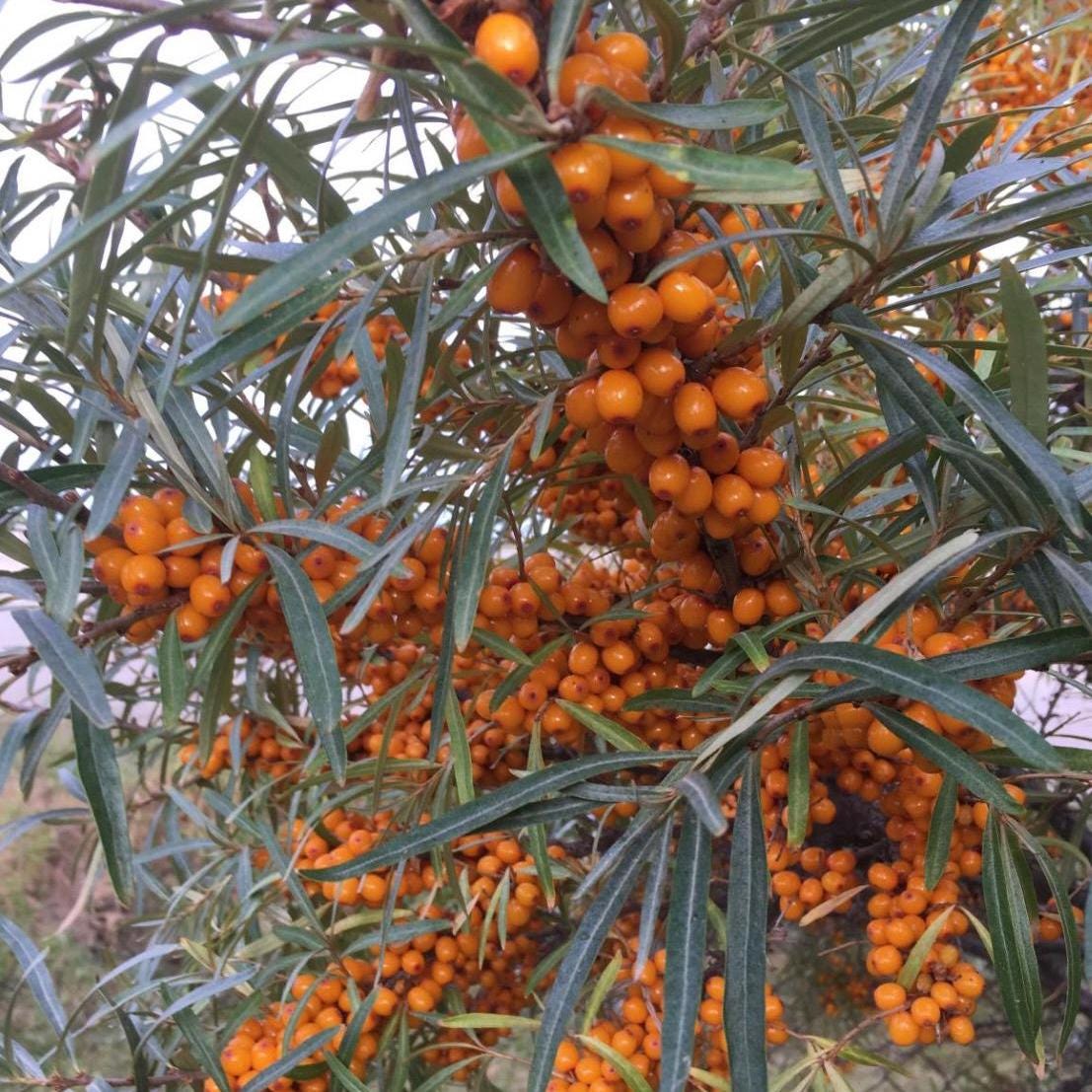 Sea Buckthorn Fruit Oil, Organic, Cold Pressed, Unrefined, Natural